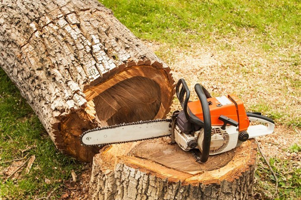 Tree Removal Tree Removal