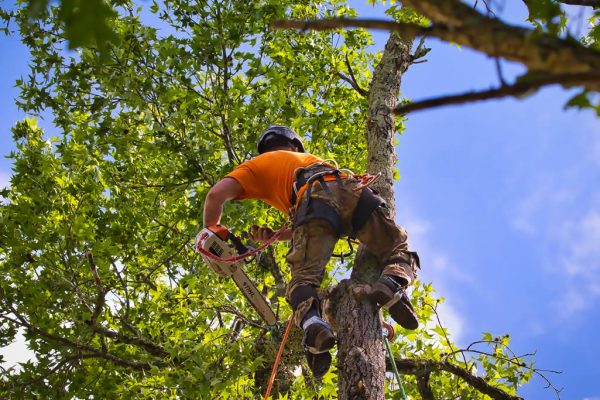 Tree Trimming Tree Trimming