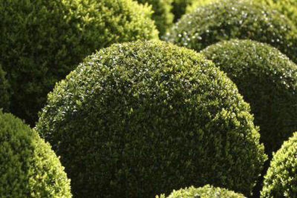 Trim Bushes Trim Bushes
